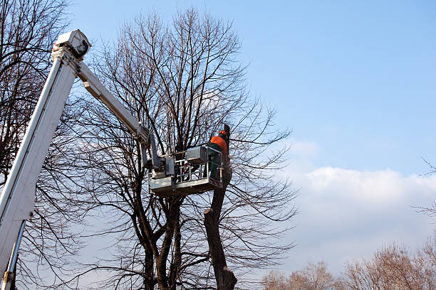 How Our Tree Care Process Works  in  Ives Estates, FL